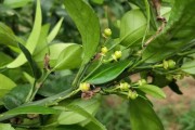幼果柑橘種植技術(shù)_柑橘?;ㄓ檬裁此? title=
