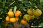 柑橘早結(jié)種植技術(shù)_山桔用哪種土才好種