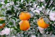 柑橘種植技術及特征_柑橘皇后之稱的愛媛28號有哪些優(yōu)缺點