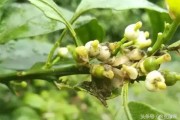 柑橘病蟲害方案設(shè)計(jì)背景_殺柑桔粉虱用什么農(nóng)藥好