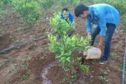 種植耙耙柑柑橘技術_耙耙柑哪里多