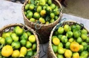 崇左柑橘種植技術(shù)視頻教程_發(fā)財(cái)果沙糖桔過(guò)年前是否會(huì)漲價(jià) 崇左柑橘種植技術(shù)視頻教程_發(fā)財(cái)果沙糖桔過(guò)年前是否會(huì)漲價(jià)