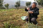 廣西柑橘種植技術(shù)員_四川和廣西種植金秋砂糖桔 廣西柑橘種植技術(shù)員_四川和廣西種植金秋砂糖桔
