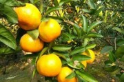 柑橘樹種植管理技術(shù)_有哪些種植管理技術(shù)要點(diǎn)