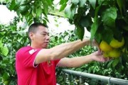 柑橘產(chǎn)業(yè)化種植技術_什么時候是移植桔子樹的最佳時節(jié)