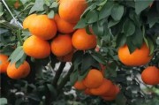 愛媛柑橘哪個(gè)品種最好看_美媛28號(hào)品種介紹 愛媛柑橘哪個(gè)品種最好看_美媛28號(hào)品種介紹