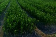 柳州柑橘苗種植技術(shù)_中國(guó)沃柑看廣西