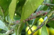 7月份柑橘病蟲害防治技術(shù)_溫州蜜柑怎么控夏梢