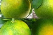 柑橘1月至12月病蟲害_丙溴磷在柑橘七月份可以使用嗎 柑橘1月至12月病蟲害_丙溴磷在柑橘七月份可以使用嗎