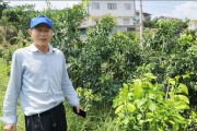 華美柑橘種植技術(shù)_華美2號(hào)柑桔優(yōu)缺點(diǎn)