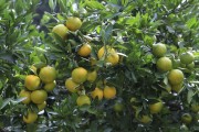 柑橘樹種植的管理方法與技術_柑橘增甜最佳方法