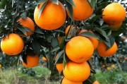 愛(ài)媛38號(hào)耐寒嗎_愛(ài)媛38超甜柑是什么品種 愛(ài)媛38號(hào)耐寒嗎_愛(ài)媛38超甜柑是什么品種