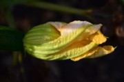 深度解析胖花柑川津一號優(yōu)缺點：柑橘新貴品種特性與種植表現(xiàn)全面評析