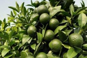 柑橘種植疏花疏果技術_如何做好柑桔樹的控梢促花保花保果和預防采摘前落果工作