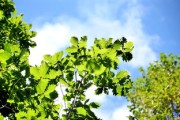 柑桔樹怎么嫁接最好？掌握這5個(gè)高效技巧輕松提高成活率！