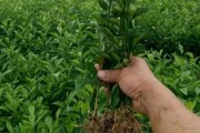柑橘種植水果技術(shù)_柑橘葉子不夠厚不夠油亮 柑橘種植水果技術(shù)_柑橘葉子不夠厚不夠油亮