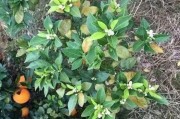柑橘十二個(gè)月病蟲(chóng)害防治_柑橘清園專用藥配方