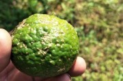 柑橘果實(shí)病蟲害圖片說明_柑橘園太陽果裂果高發(fā)