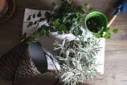 新會(huì)柑橘樹苗直播專場(chǎng)：限時(shí)特惠+種植技巧全解析