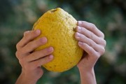 柑橘屬熱性還涼性？中醫(yī)解析其性質(zhì)與食療養(yǎng)生需知