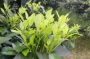 柑橘芽的種植技術_新會柑樹苗幾天可施肥方法
