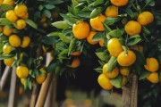 上海柑橘圍土種植技術(shù)_四川南充要種植300萬畝晚熟柑橘