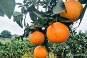 柑橘冬天種植技術視頻播放_柑桔一年四季都可以用的農藥