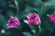 柑橘陷阱by全文免費閱讀下載最新章節(jié)完整版資源限時免費獲取