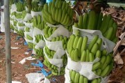 柑橘種植彎枝技術(shù)_沙糖桔長枝掛果好還是短枝掛果好 柑橘種植彎枝技術(shù)_沙糖桔長枝掛果好還是短枝掛果好