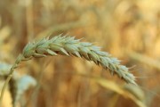 柑橘高清視頻：豐收季節(jié)果園實拍與種植技術(shù)詳解