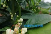 柑橘病蟲害?；ū９夹g(shù)_奇寶920在柑橘保果上效果如何
