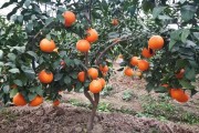 基層紅美人柑橘種植技術_丑美人柑橘種植規(guī)格