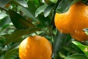 柑橘種植技術(shù)小知識點(diǎn)總結(jié)_柑橘種植北界是秦嶺還是南嶺 柑橘種植技術(shù)小知識點(diǎn)總結(jié)_柑橘種植北界是秦嶺還是南嶺