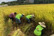 云浮柑橘種植技術(shù)視頻教程_云南什么地方種植有貢桔 云浮柑橘種植技術(shù)視頻教程_云南什么地方種植有貢桔