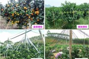 云浮柑橘種植技術(shù)要點(diǎn)簡(jiǎn)介_佛手檸檬是什么東西