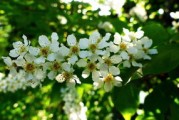 脆皮金桔脆蜜金柑樹(shù)苗怎樣區(qū)別（脆蜜金桔優(yōu)缺點(diǎn)）
