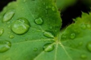 四會(huì)柑種植技術(shù)管理視頻講解(四會(huì)柑的栽培技術(shù)) 四會(huì)柑種植技術(shù)管理視頻講解(四會(huì)柑的栽培技術(shù))