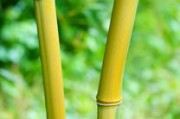 川金5號沃柑種植技術(shù)與黃金品質(zhì)解析：科學(xué)管理助力高產(chǎn)香甜果實(shí)
