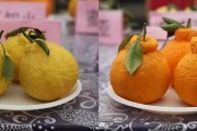 廣東柑橘脫毒基地_我國柑橘繁殖技術有哪些變化 廣東柑橘脫毒基地_我國柑橘繁殖技術有哪些變化