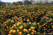 桂林柑橘苗種植技術(shù)_該如何殺出一條血路 桂林柑橘苗種植技術(shù)_該如何殺出一條血路