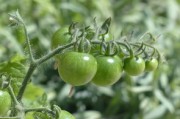 柑橘類(lèi)種植技術(shù)有哪些種類(lèi)（柑橘種植技術(shù)規(guī)程）