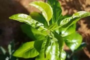 柑橘病蟲害識(shí)別與防治技術(shù)_柑橘怎么辨別是否穩(wěn)果