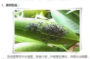 柑橘樹五月病蟲害_柑桔樹什么時(shí)間打藥最好 柑橘樹五月病蟲害_柑桔樹什么時(shí)間打藥最好