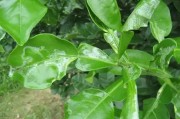 柑橘幼樹(shù)10月病蟲(chóng)害防治_柑橘樹(shù)同一批芽全部都是潰瘍?nèi)~要剪掉嗎