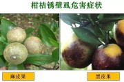 柑橘全年病蟲害防治常識(shí)_柑桔大實(shí)蠅怎么防治才有效果