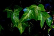 柑橘當年生枝條來年能結果嗎？解析新梢結果能力與栽培管理要點