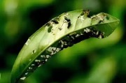 柑橘葉甲種植技術(shù)_柑橘開花時有些藥劑不宜使用