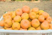 口枝金柑橘種植技術_養(yǎng)了七八年的橙子樹盆栽