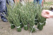瀨戶(hù)香柑橘種植技術(shù)_沃柑有多少個(gè)品種 瀨戶(hù)香柑橘種植技術(shù)_沃柑有多少個(gè)品種