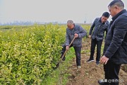臍橙柑橘的種植技術_臍橙樹靠接方法